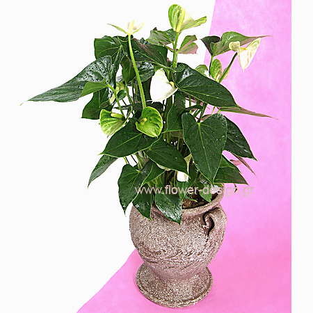 Anthurium in the pottery - PLANT 43006