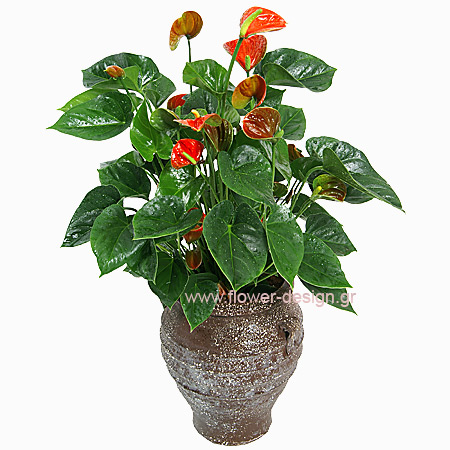 Anthurium in the pottery - PLANT 43007