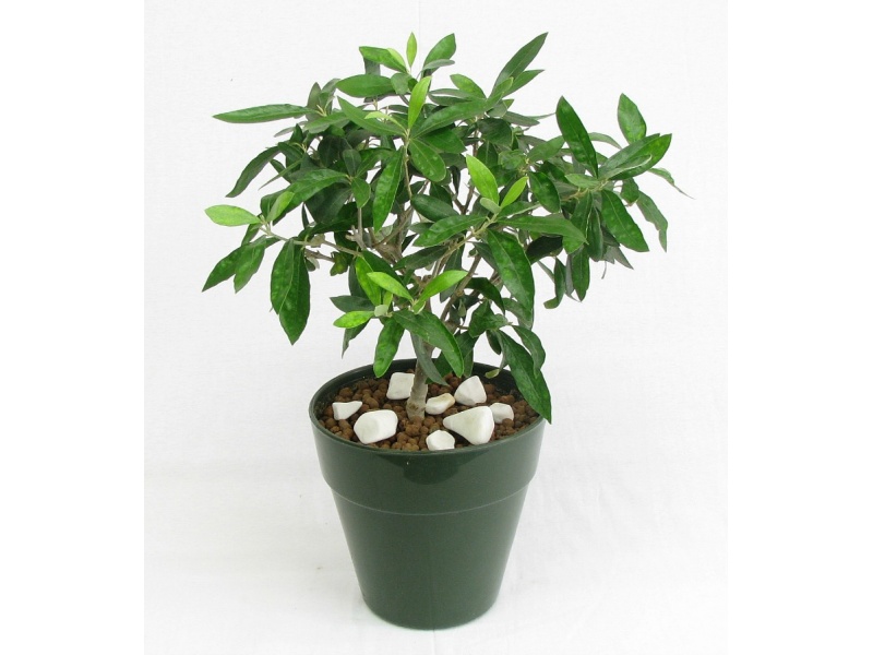 Olive Tree - PLANT 43029