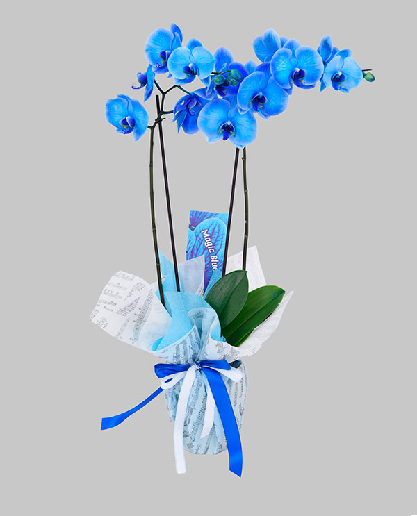 Orchids - Magic Blue