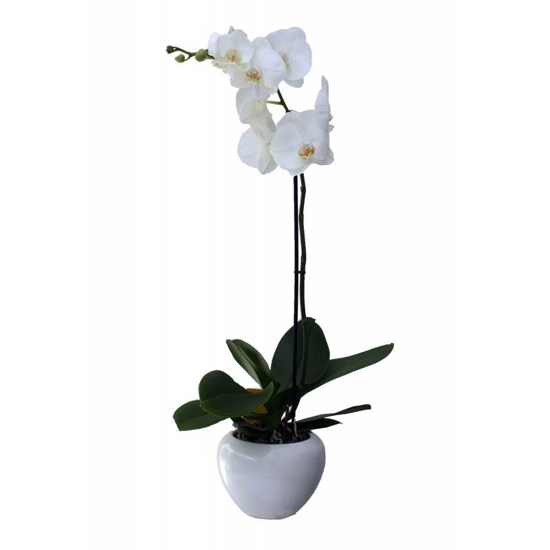 Offer orchid plant   ΠΡΟ - 02