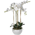 Orchid Falenopsis in the pottery - PLANT 43001 [CLONE]