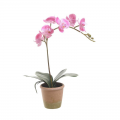 Plant Phalaenopsis orchid on base- PLANT 072253