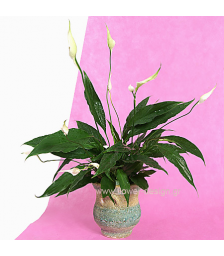 Spathiphyllum in the pottery - PLANT 43002