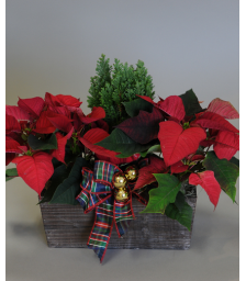 Christmas composition with plants - XMAS 44009