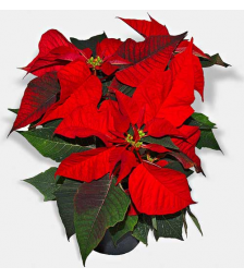 Φυτό Αλεξανδρινό  ΦΥΤ- 018219