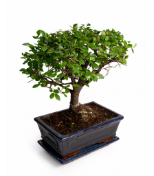 plant bonsai - PLANT 072254