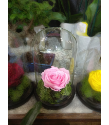 Forever Rose | Τριαντάφυλλο ροζ  σε γυάλα που κρατάνε 4 χρόνια χωρίς περιποίηση