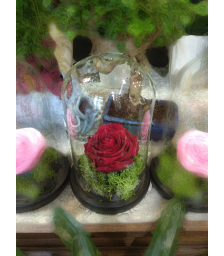 Forever Rose | Red Rose In A Jar That Lasts 4 Years Without Care