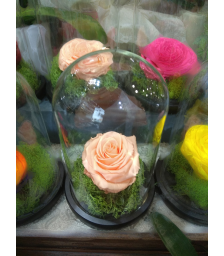 Forever Rose | Τριαντάφυλλο κρεμ  σε γυάλα που κρατάνε 4 χρόνια χωρίς περιποίηση