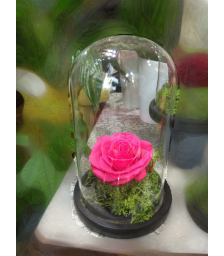 Forever Rose | Fuchsia Rose In A Jar That Lasts 4 Years Without Care