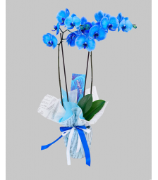 Orchids - Magic Blue