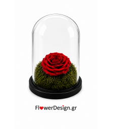Forever Rose | Τριαντάφυλλο κόκκινο σε γυάλα που κρατάνε 4 χρόνια χωρίς περιποίηση
