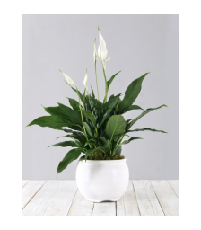 Σπαθίφυλλο - BUSIN 21006