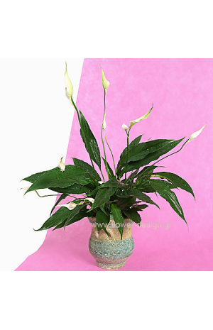 Spathiphyllum in the pottery - PLANT 43002