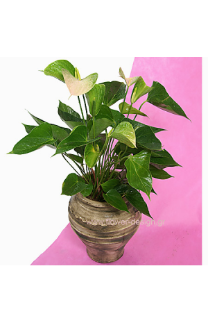 Anthurium in the pottery - PLANT 43004