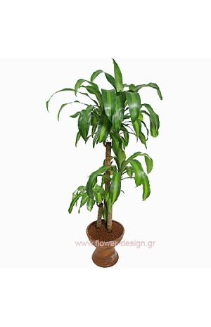 Φυτό Φρανκ Γκρας σε Βάση - PLANT 43013