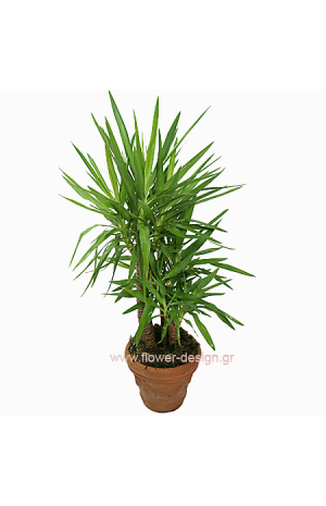 Φυτό Γιούκα με Βάση - PLANT 43014