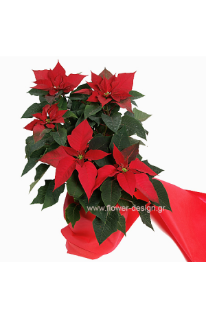 Christmas  plant  Alexandriano - XRI 0301