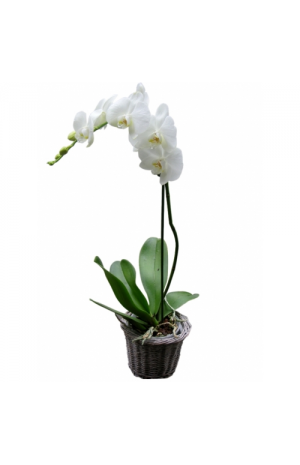 Plant Falenopsis - PLANT 43023