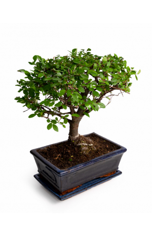 plant bonsai - PLANT 072254