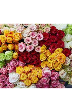 Luxurious Mix Of 20 Bighead Roses From Ecuador