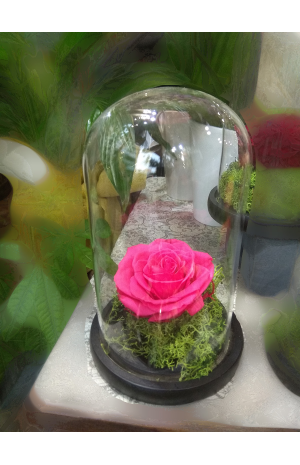 Forever Rose | Τριαντάφυλλο φούξια σε γυάλα που κρατάνε 4 χρόνια χωρίς περιποίηση