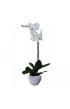 Οrchid Phalaenopsis