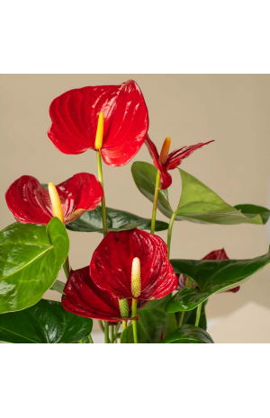 Ανθούριο Φυτό - PLANT 43004