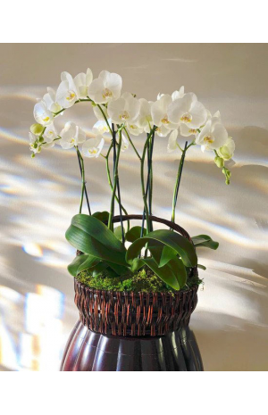 Ορχιδέες άσπρες σε καλάθι