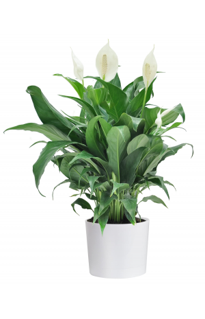 Σπαθίφυλλο