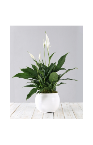 Spathiphyllum - BUSIN 21006