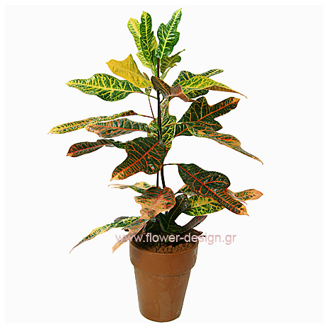 Φυτό Κρότωνας σε Βάση - PLANT 43015