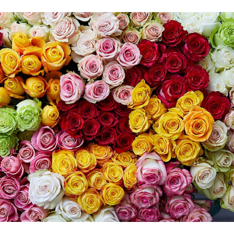 Luxurious Mix Of 20 Bighead Roses From Ecuador