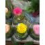 Forever Rose | Yellow Rose In A Jar That Lasts 4 Years Without Care
