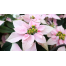 Φυτό Αλεξανδριανό ροζ   - PLANT 43021